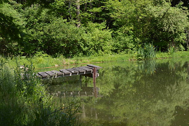 Old Dock An old wooden dock extending into a small pond surrounded by woods. jtmcdaniel stock pictures, royalty-free photos & images