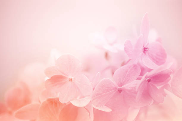istock Sweet Pink Hydrangeas in soft color style 477845288