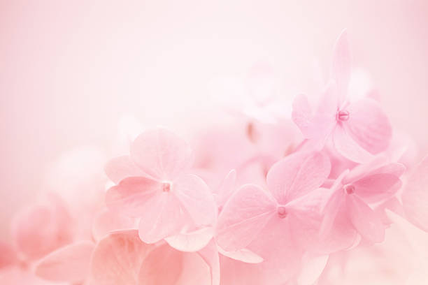 istock Sweet Pink Hydrangeas in soft color style 477845290
