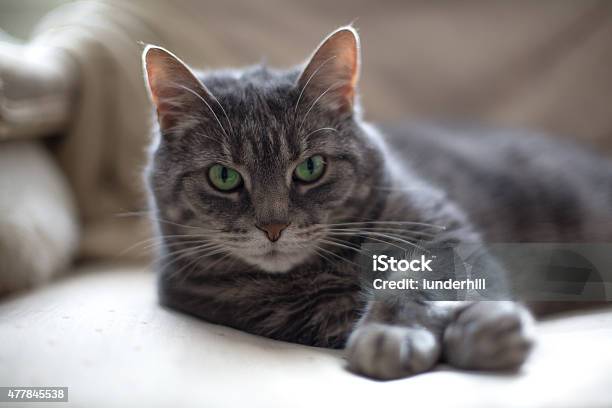 Beautiful Green Eyed Cat With Fur Blanket Stock Photo - Download Image Now - 2015, Animal, Animal Hair