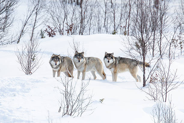 tre lupi nella neve - wolf norway woods winter foto e immagini stock