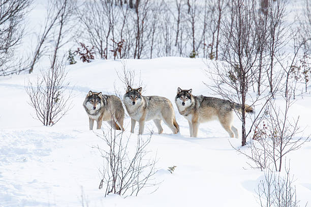 Three Wolves in the Snow Wolf pack in a norwegian winter forest. Snowing. timber wolf stock pictures, royalty-free photos & images