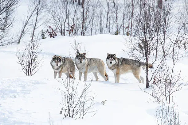 Photo of Three Wolves in the Snow