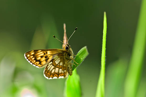 Duke of Burgundy, hamearis lucina Duke of Burgundy, hamearis lucina, wings open butterfly hamearis lucina stock pictures, royalty-free photos & images