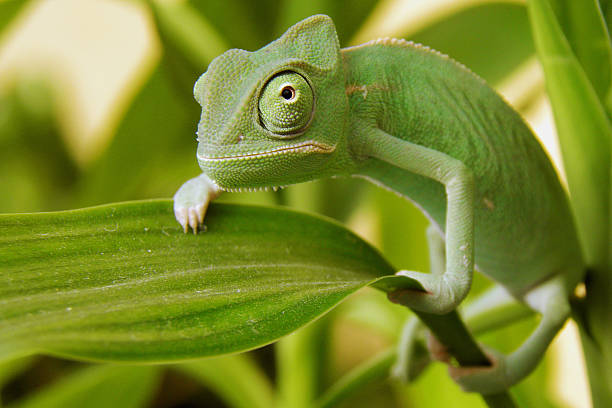 jemen chameleon - animal close up green lizard zdjęcia i obrazy z banku zdjęć