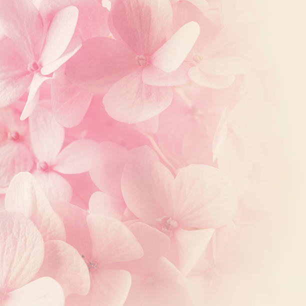 istock Sweet Pink Hydrangeas in soft color style 477847876