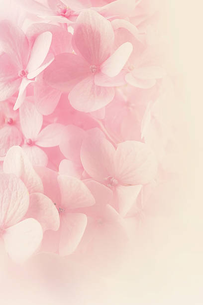 istock Sweet Pink Hydrangeas in soft color style 477847882