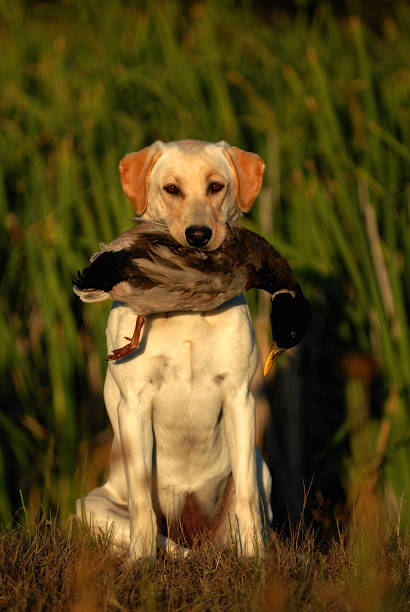 istock Labrador Retreiver Dog Hunting 477848389