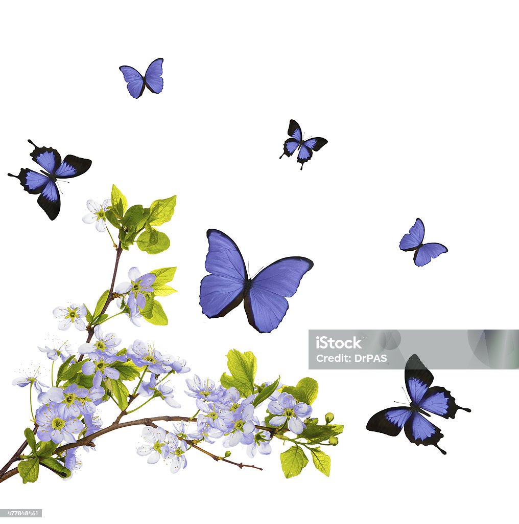 Aislado Azul Flor De Cerezo Y Mariposas Foto de stock y más banco de  imágenes de Blanco - Color - Blanco - Color, Cabeza de flor, Cerezo - iStock
