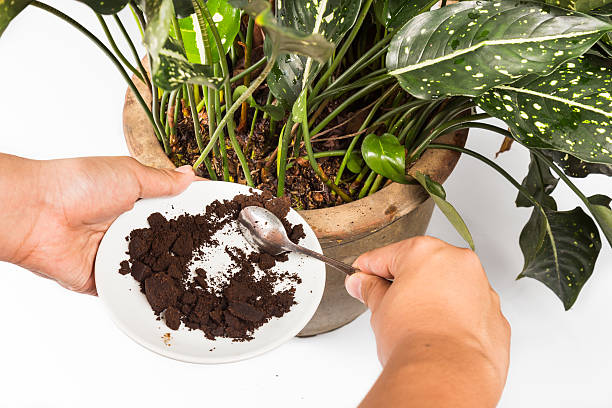 Spent coffee grounds being used as natural plants fertilizer Used or spent coffee grounds being used as natural plants fertilizer ground coffee stock pictures, royalty-free photos & images