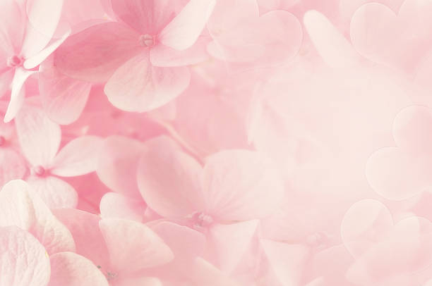 istock Sweet Pink Hydrangeas in soft color style 477848668