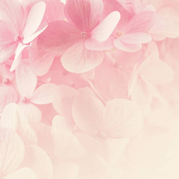 istock Sweet Pink Hydrangeas in soft color style 477848682