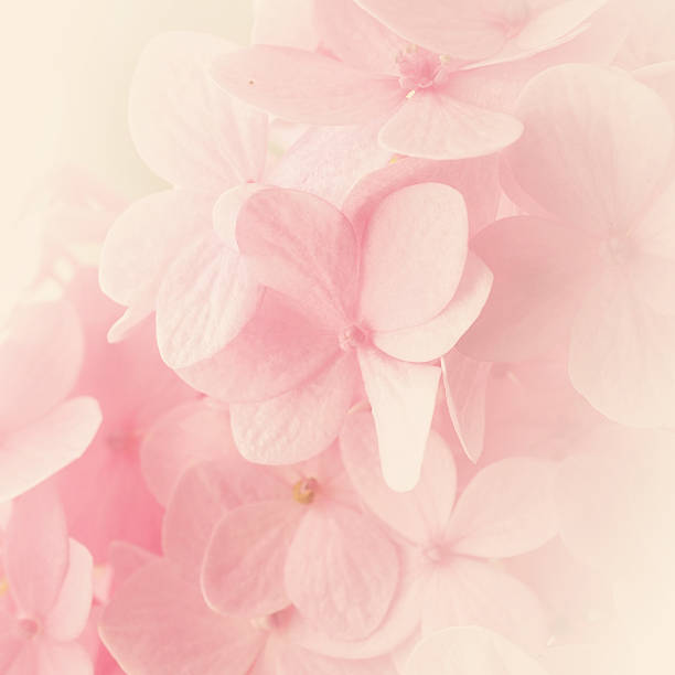 istock Sweet Pink Hydrangeas in soft color style 477848702
