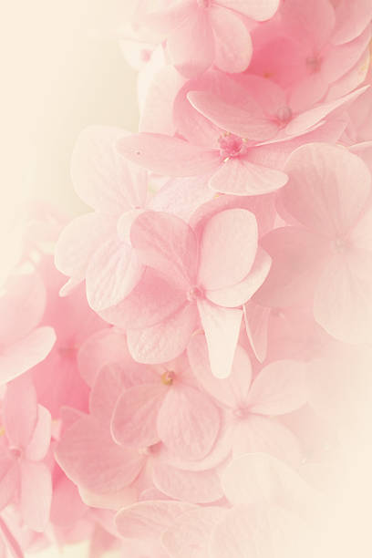 istock Sweet Pink Hydrangeas in soft color style 477848704