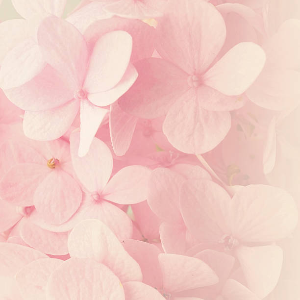 istock Sweet Pink Hydrangeas in soft color style 477848716