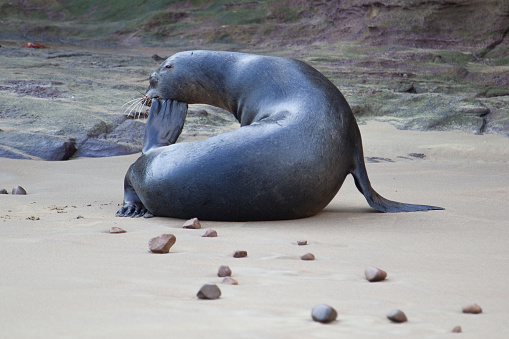 Sea lion scratching its head on the beach at Galapagos Islands, Ecuador