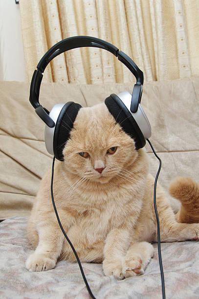 Cute kitten and headphones stock photo