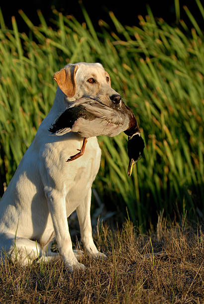 istock Yellow Labrador Retriever Hunting 477849257