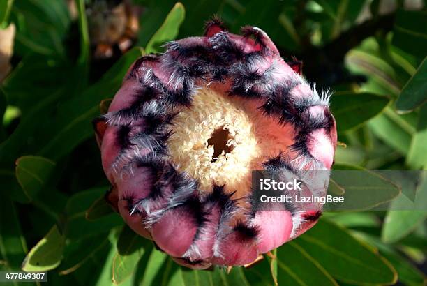 Protea Fiore - Fotografie stock e altre immagini di Ambientazione esterna - Ambientazione esterna, Ambiente floreale, Attributo floreale