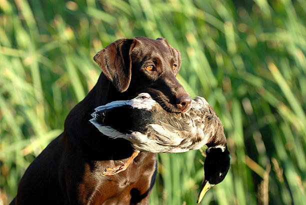 istock Chocolate Brown Labrador Retriever Dog 477849419