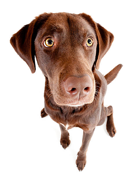 istock Dog sitting and looking up 477849427