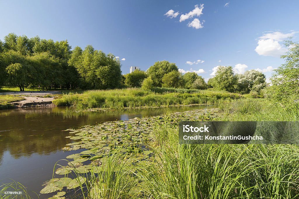 Water lilies на реку - Стоковые фото Без людей роялти-фри