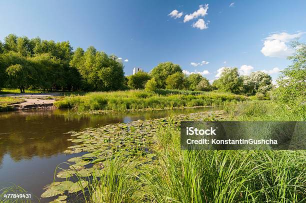 Water Lilies На Реку — стоковые фотографии и другие картинки Без людей - Без людей, Вода, Водяная лилия