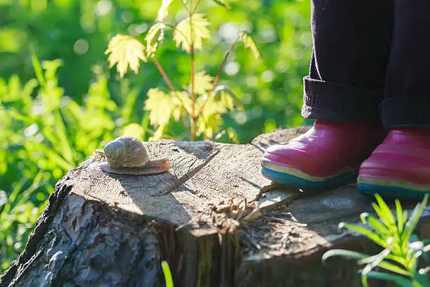 Photo of Preschooler's feet in gum boots on stump near creeping snail