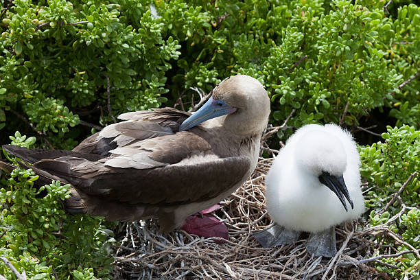 istock Red-Footed booby with chick at Galapagos Islands 477849588