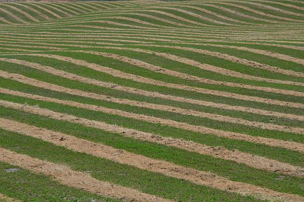 istock Hay Alfalfa Harvest - Wavy Lines Drying in the Sun 477849768