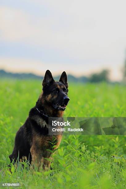 German Shepherd Stock Photo - Download Image Now - Agricultural Field, Animal, Canine - Animal