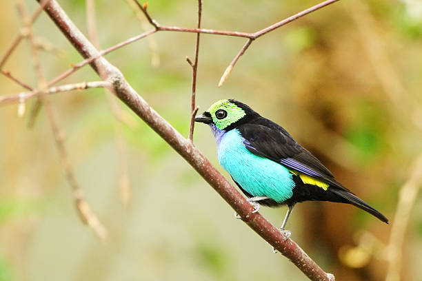 istock Wonderful colored bird on a branch 477849892