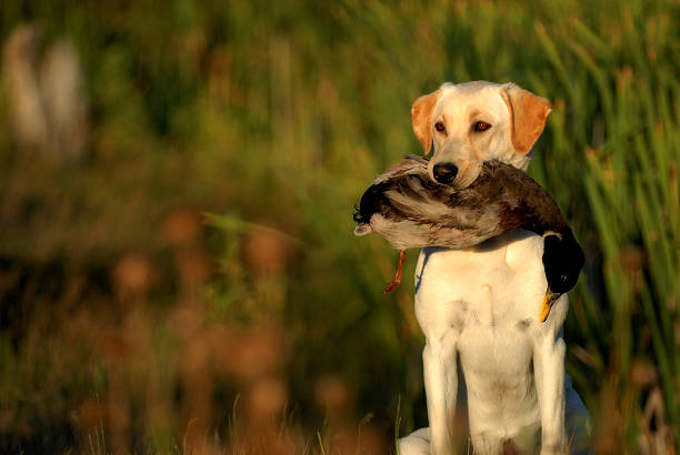Yellow Labrador Retriever Hunting Yellow Labrador Retriever dog hunting holding a Mallard duck. drake male duck photos stock pictures, royalty-free photos & images