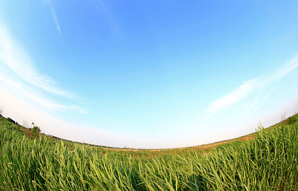 istock Under the blue sky of reeds 477850298