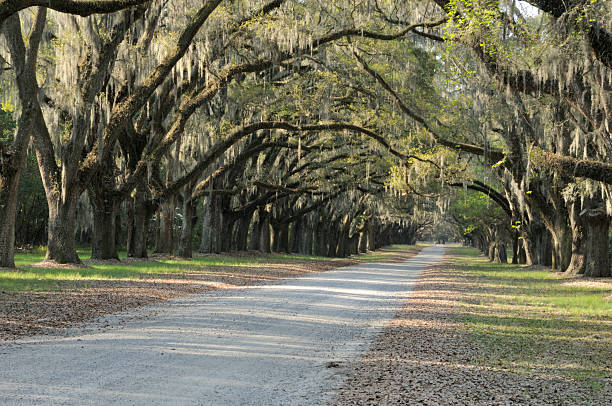 istock Unpaved road with Live Oaks in Savannah 477850331