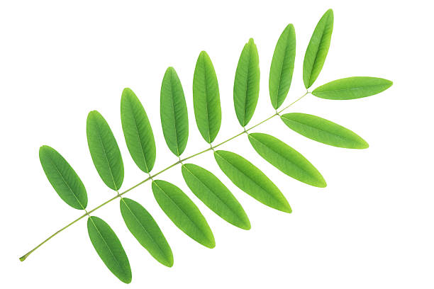 istock Cassia siamea leaf isolated with clipping path 477850536