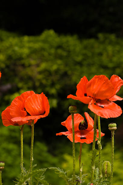 istock Group of Red Oriental Poppies & Buds 477850632