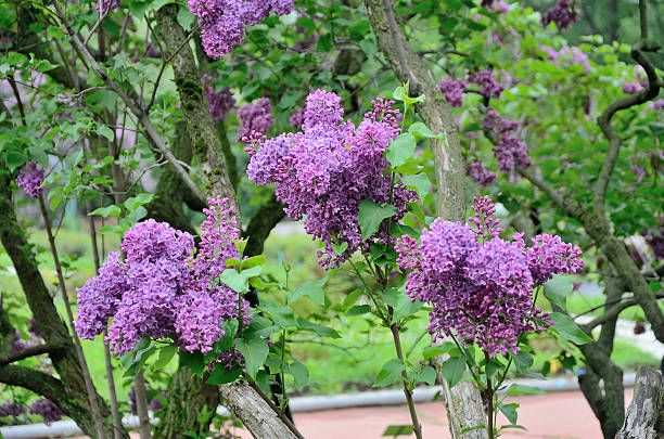 istock Syringa - lilac flowers . 477850718