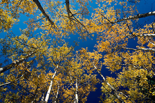 Looking up at fall aspen trees stock photo