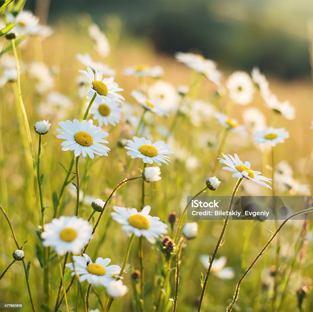 Spring flowers Flowers on field. Natural background 2015 Stock Photo