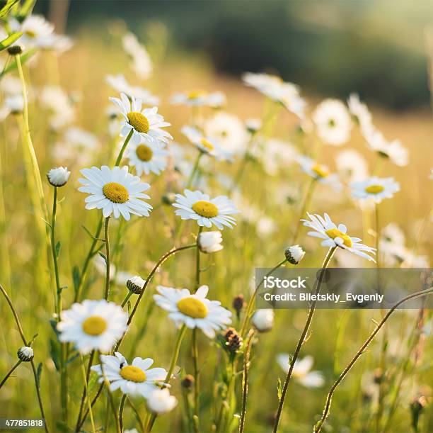 Spring Flowers Stock Photo - Download Image Now - 2015, Agricultural Field, Agriculture