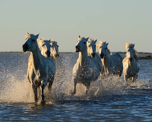 istock Camargue Horses at sunrise 477851838