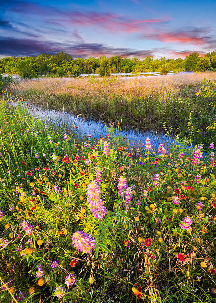 Colorful Texas wildflowers in early dawn light