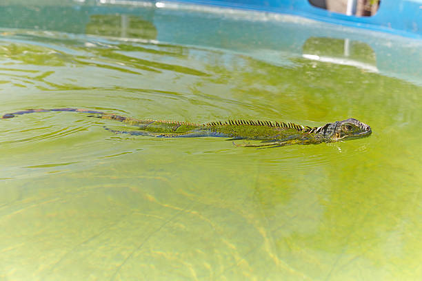 Australian eastern water dragon in the wild