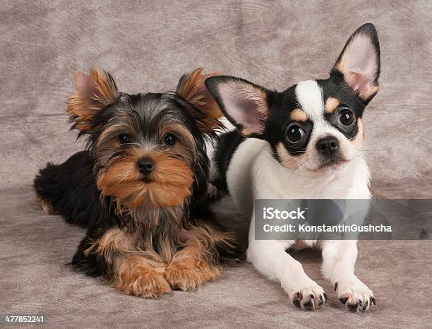 Welpen Von Yorkshire Terrier Und Chihuahua Stockfoto und mehr Bilder von Chihuahua - Rassehund - Chihuahua - Rassehund, Domestizierte Tiere, Fotografie