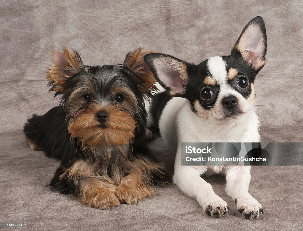 Filhotes de Yorkshire Terrier e Chihuahua - Foto de stock de Animal royalty-free