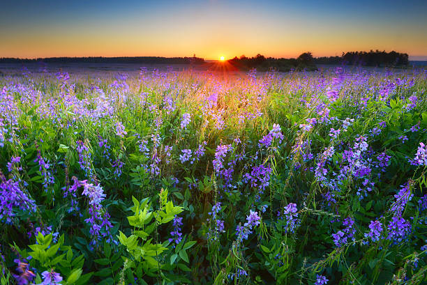 istock Field with violet flowers at sunrise 477852983