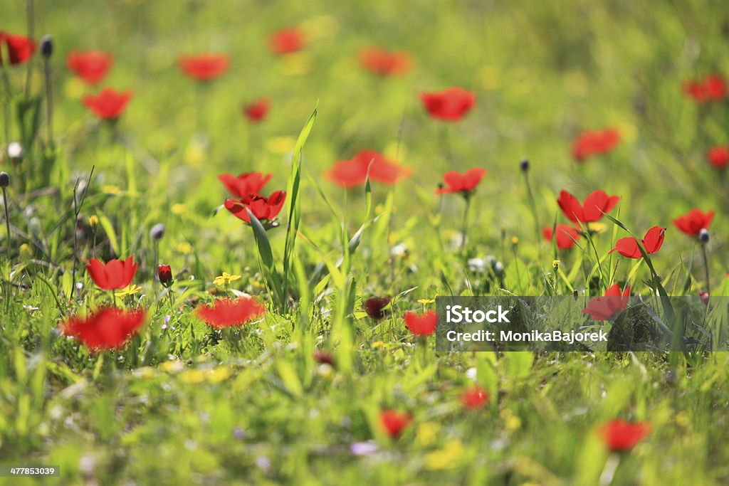 Anemoni - Foto stock royalty-free di Ambientazione esterna