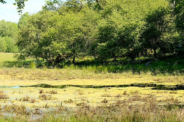 Green juicy grass and small blue lake water. Sun reflected in water surface