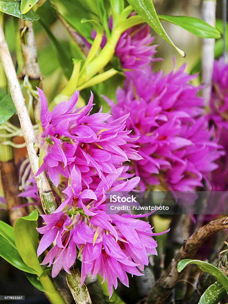 Magnifiques orchidées dendrobium - Photo de Arbre en fleurs libre de droits